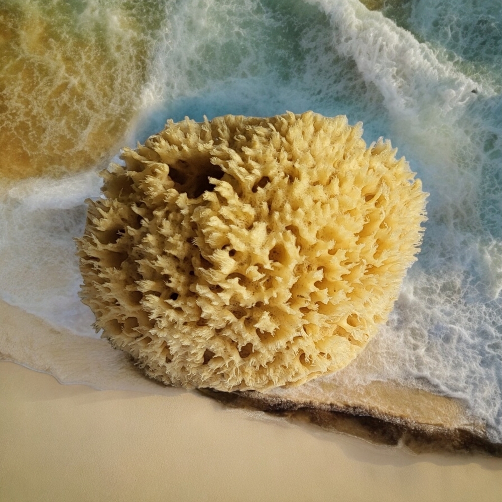 Now Available! Natural Sea Sponges Variety Of Sizes See Below! - Picture 3 of 9